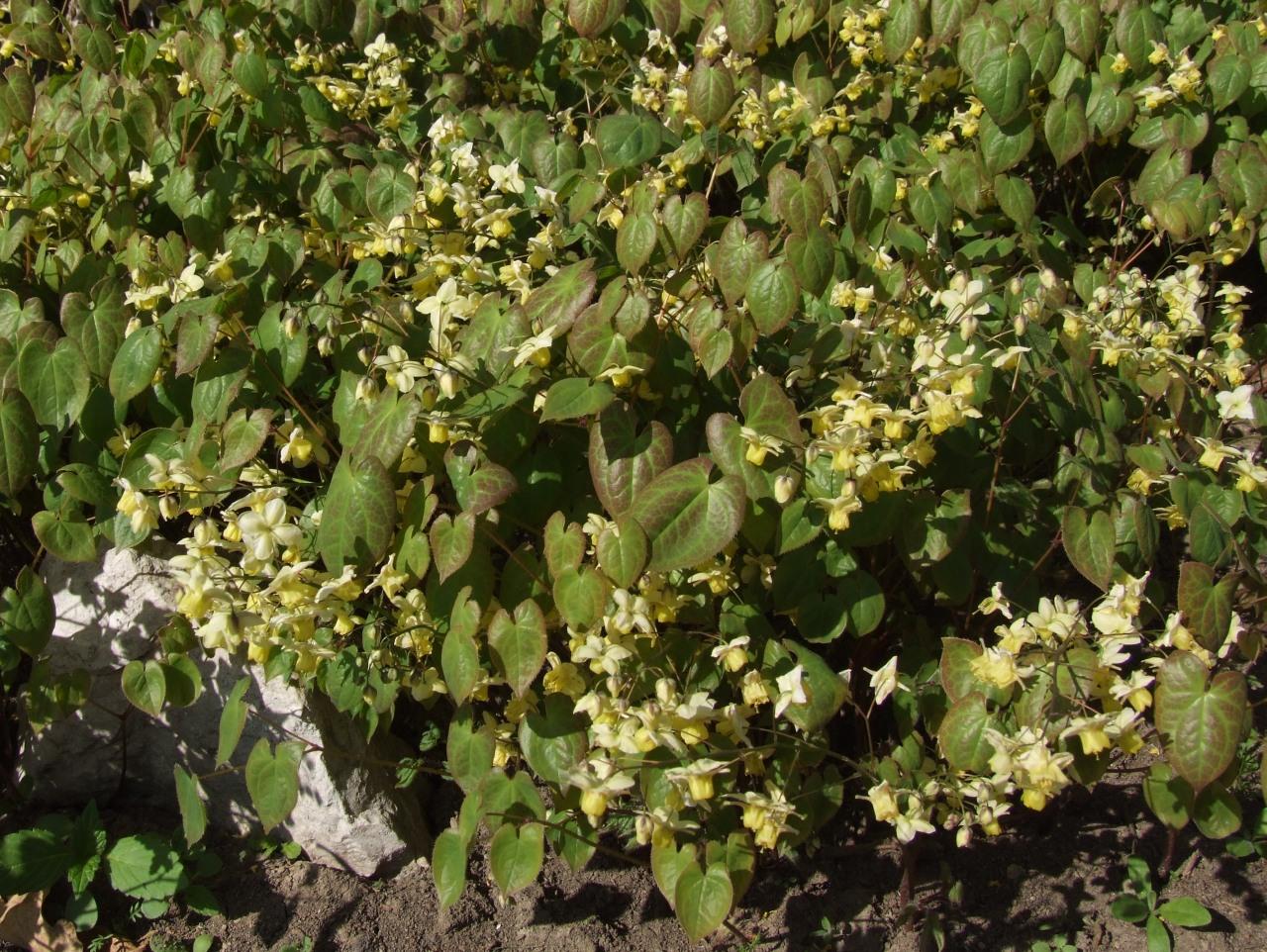 yellow-white flowers with olive-pink leaves and brown stems
