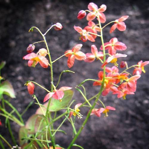 peach-yellow flowers with green-yellow stigmas, pink-green leaves on yellow-green petioles and stems