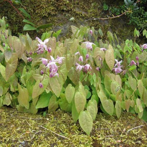 purple-white flower, purple buds and pink-green leaves on red-brown petioles and stems