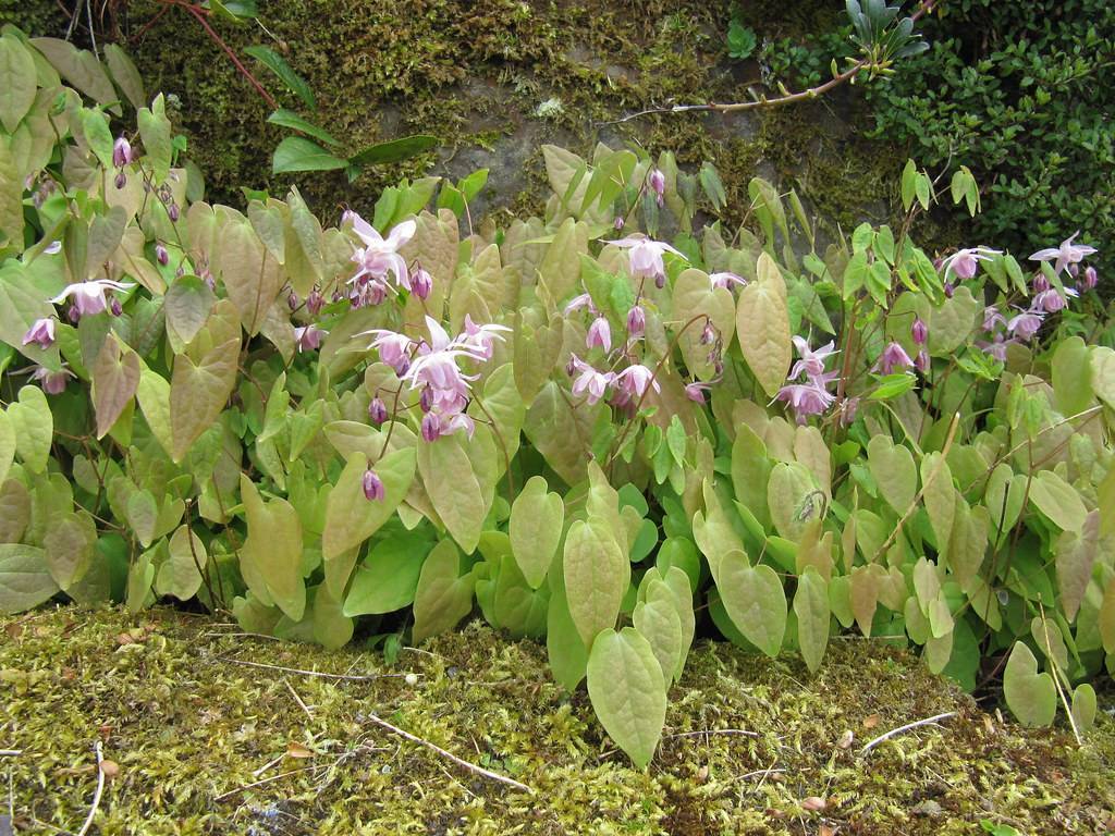purple-white flower, purple buds and pink-green leaves on red-brown petioles and stems