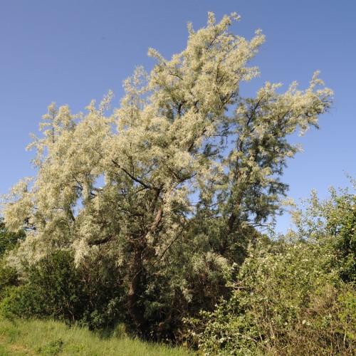 A tree with a brown-red trunk, with various brown-red branches that are filled with green-white leaves.