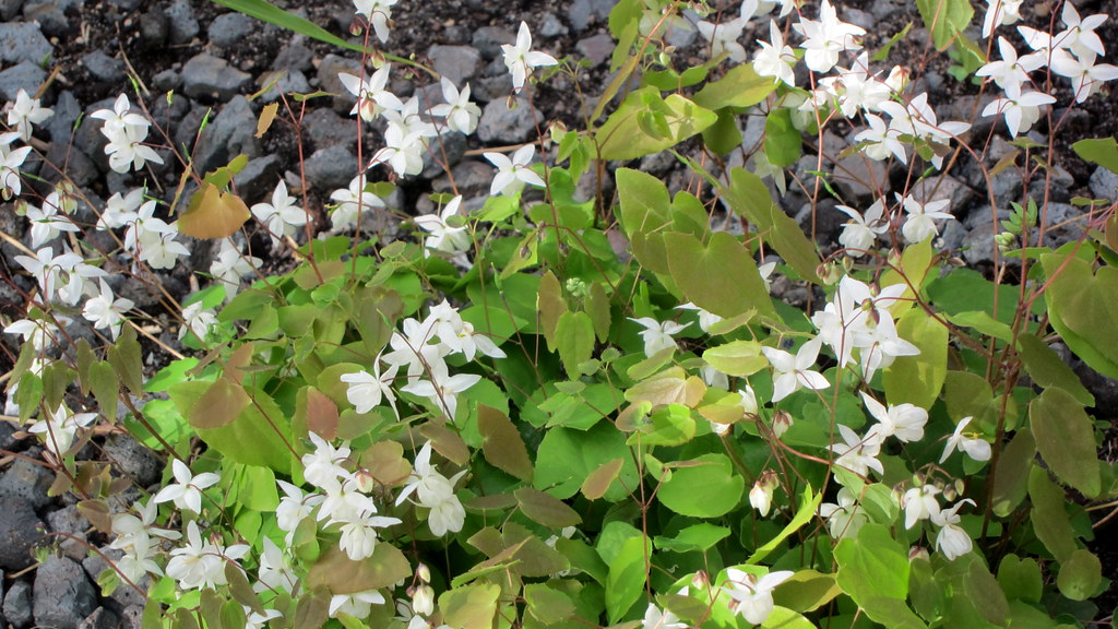 white flowers and pink-green leaves on light-brown petioles and stems