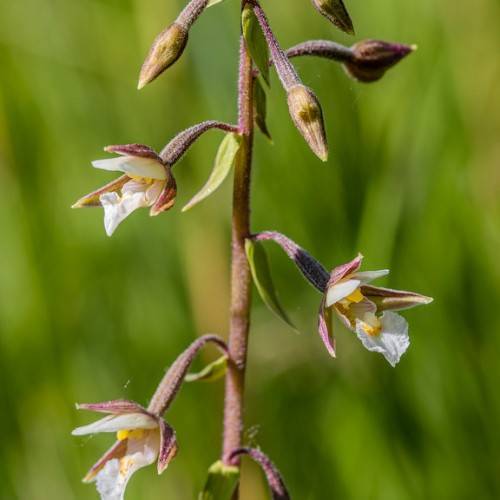 white flowers with yellow center, burgundy sepals, burgundy buds, green leaves, burgundy petioles and a burgundy-brown stem