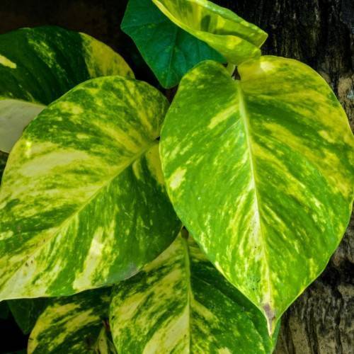 yellow-green leaves with lime stems