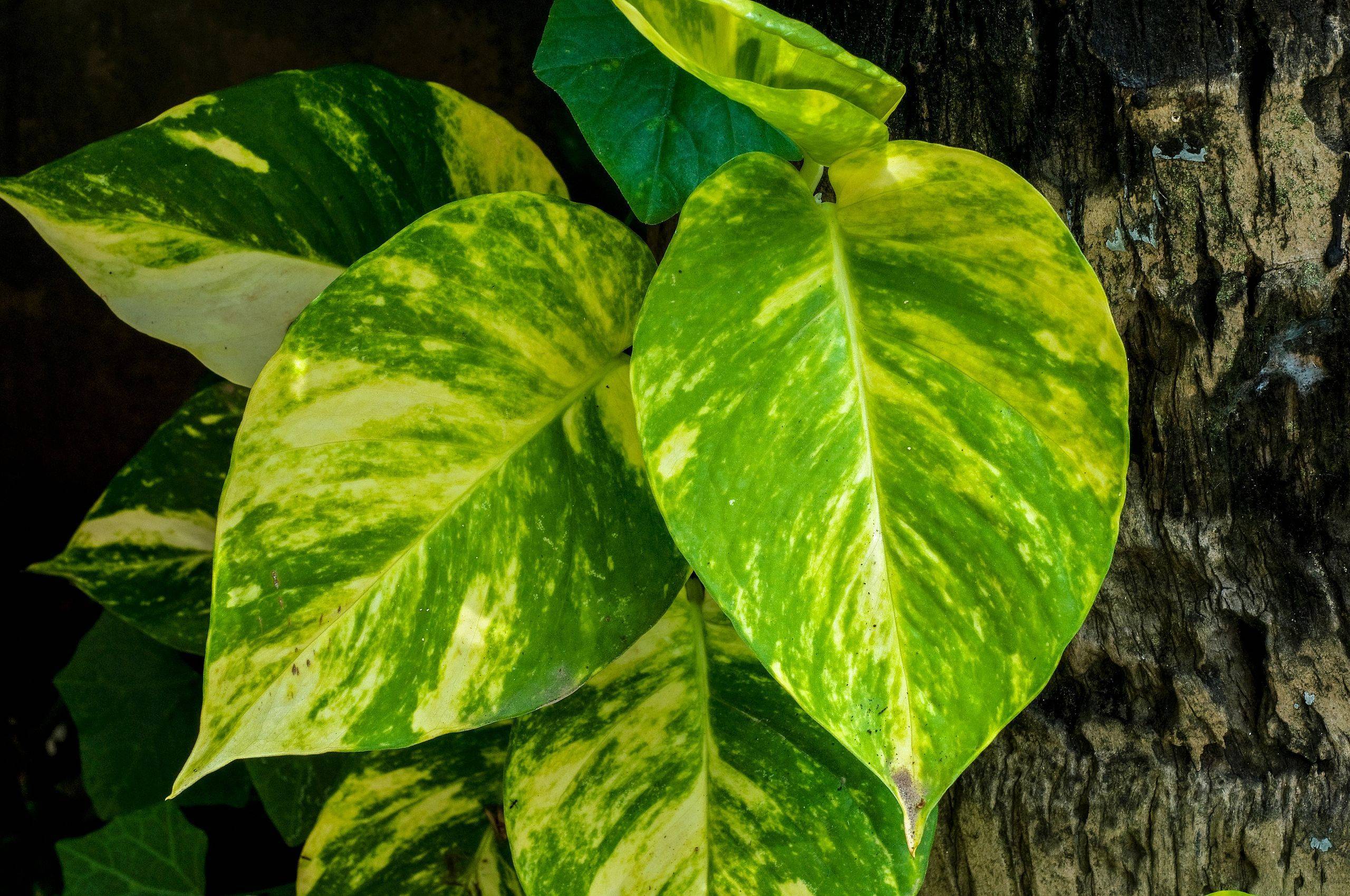 yellow-green leaves with lime stems