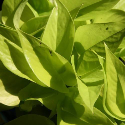 yellow-green leaves with yellow-green veins and midribs