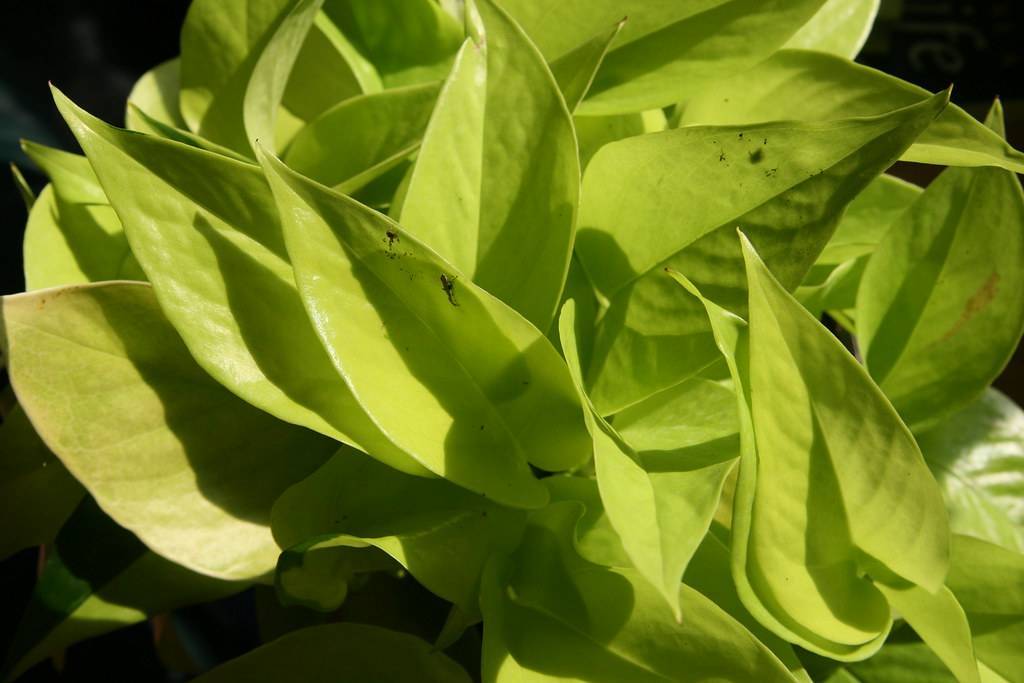 yellow-green leaves with yellow-green veins and midribs