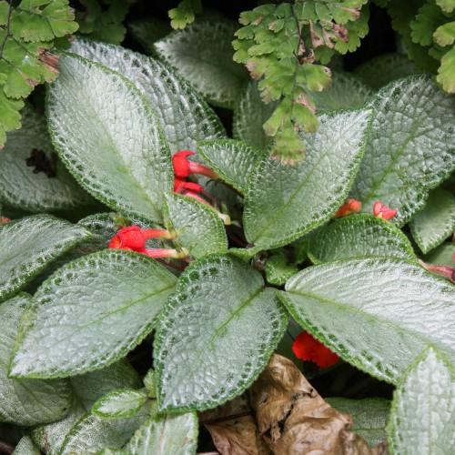 red flowers with silver-green leaves and brown stems