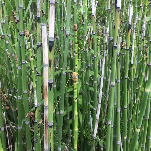 yellow-green stalks with orange apical buds