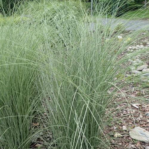 gray-green foliage