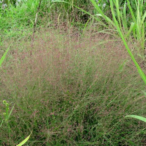 pink-purple flowers on light-green stems
