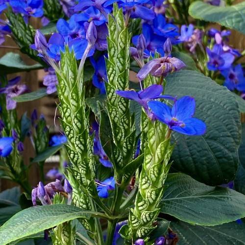 royal-blue flowers with light-brown center, purple-blue buds, lime-green fruits and dark-green leaves with green veins and stems