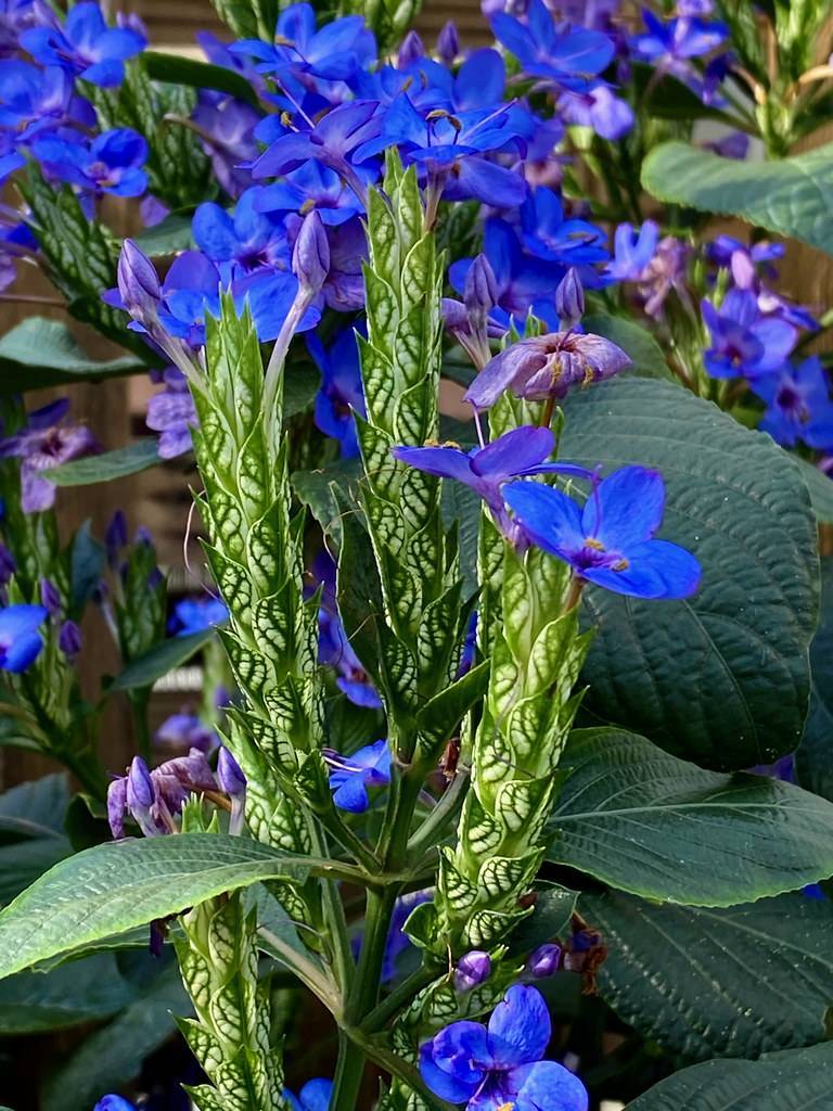 royal-blue flowers with light-brown center, purple-blue buds, lime-green fruits and dark-green leaves with green veins and stems