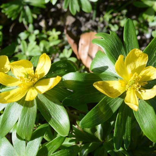 yellow flowers with yellow stamens and green leaves with green veins