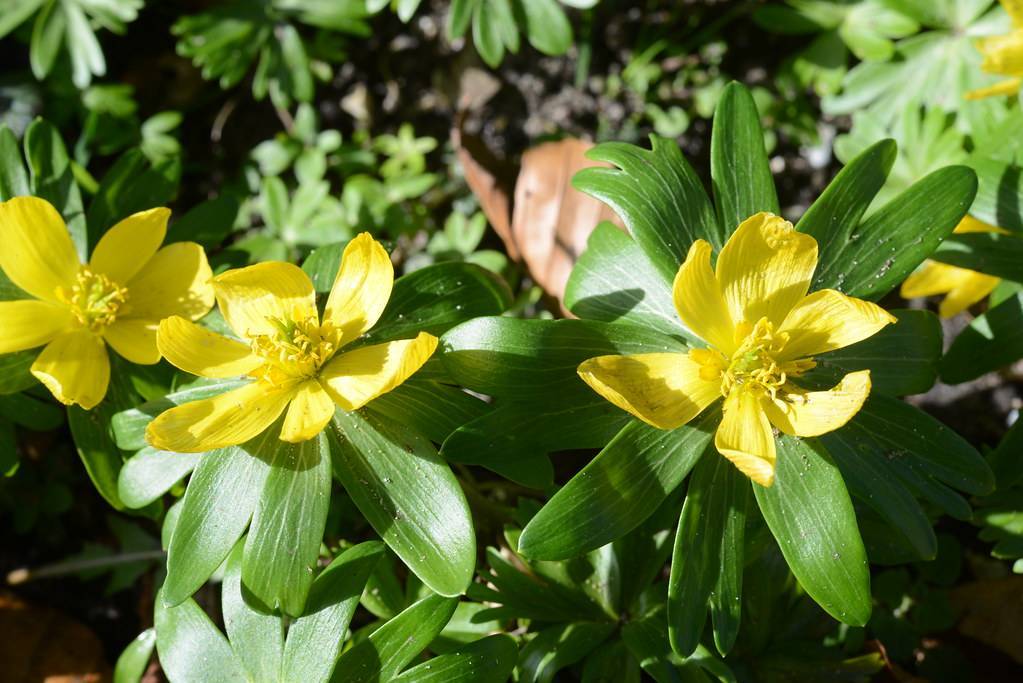 yellow flowers with yellow stamens and green leaves with green veins