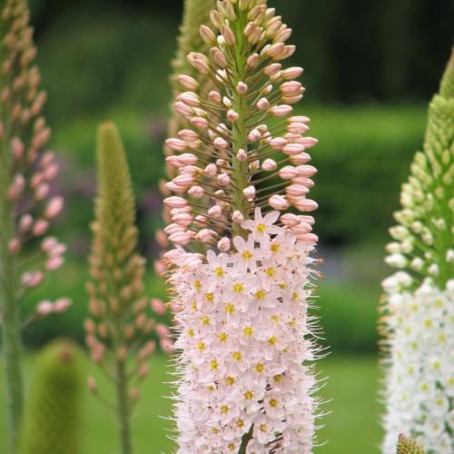 light-pink flowers with yellow center, orange anthers, white filaments, pink buds, brown petioles and lime stem