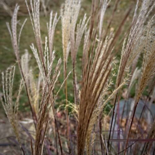 white-burgundy stems with white hairs