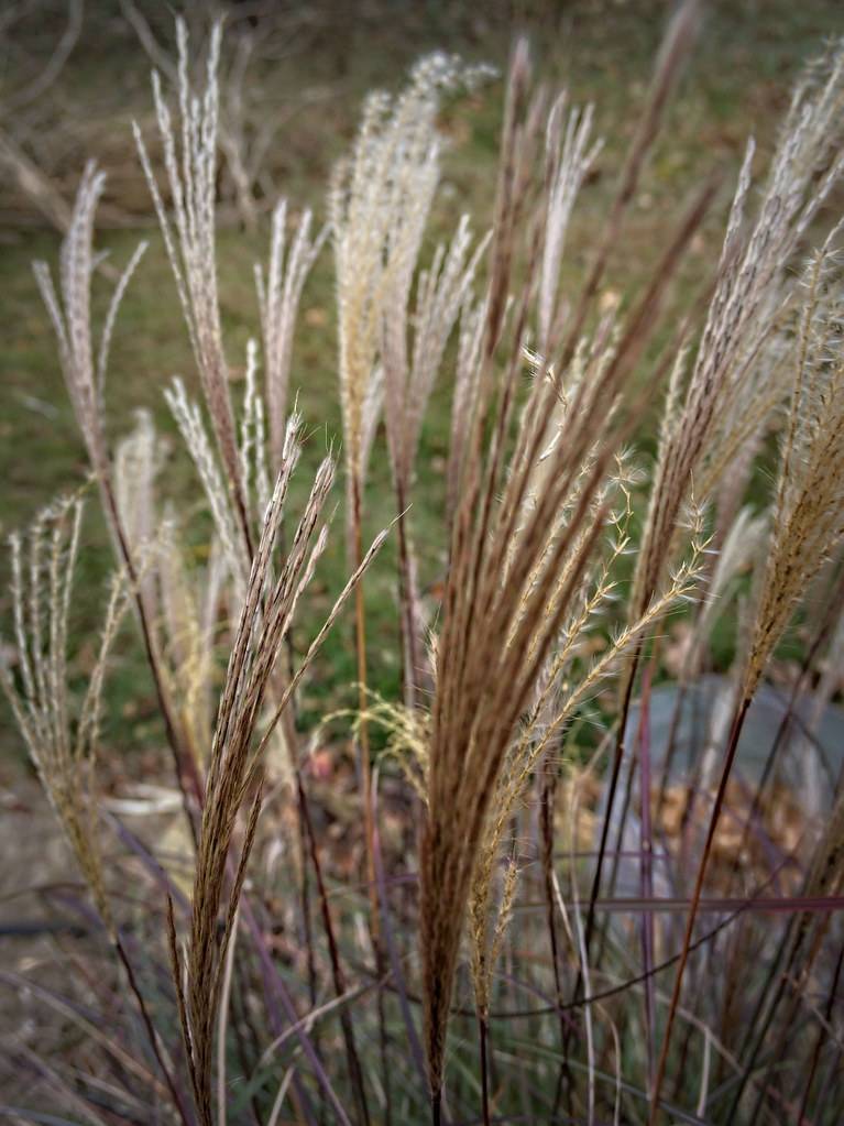 white-burgundy stems with white hairs