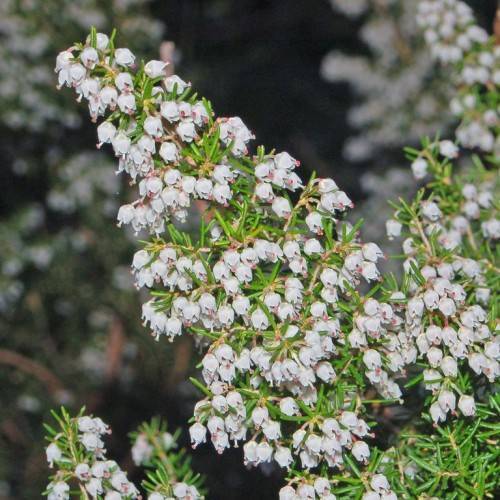 white-pink flowers with lime-green foliage and yellow stems