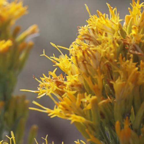 yellow-orange flowers and yellow stigmas and yellow-green sepals