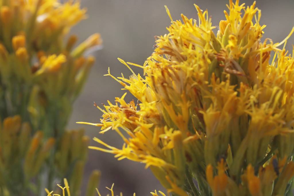 yellow-orange flowers and yellow stigmas and yellow-green sepals