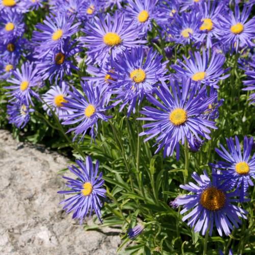 violet flowers with yellow center, green leaves and stems