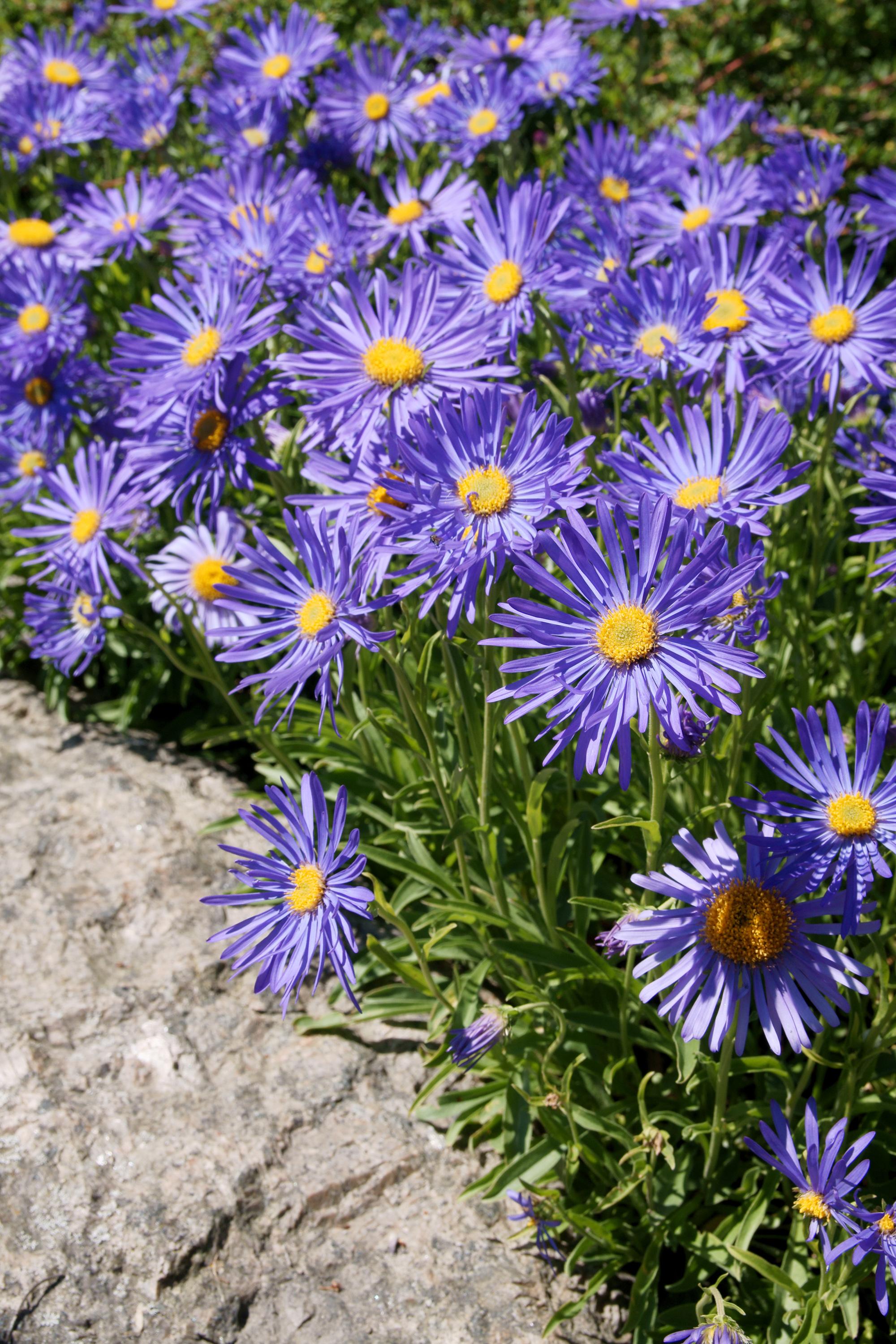 violet flowers with yellow center, green leaves and stems 