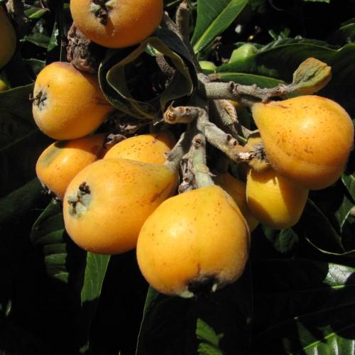 Green-brown stem with growing yellow-orange fruits, complemented by long  dark-green leaves. 