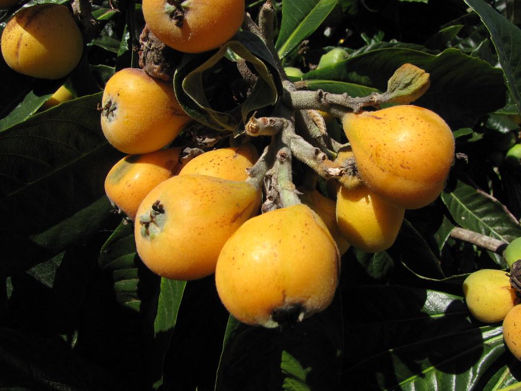 Green-brown stem with growing yellow-orange fruits, complemented by long  dark-green leaves. 