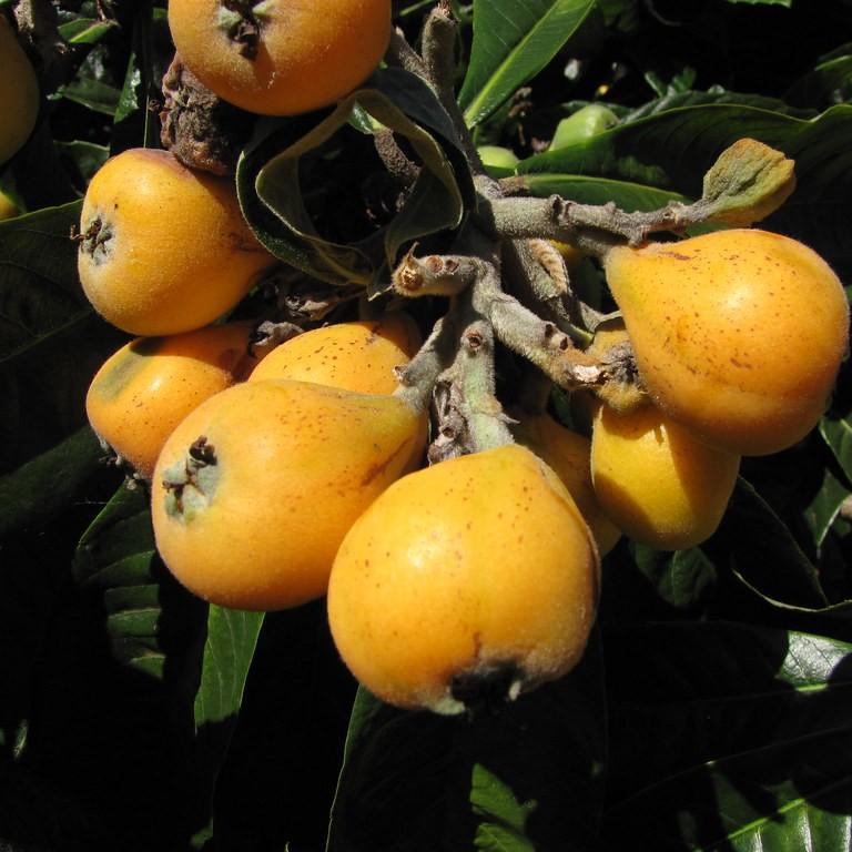 Japanese Plum Image