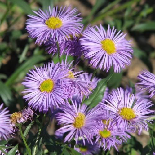 light-purple flowers with yellow-lime center, green leaves and stems