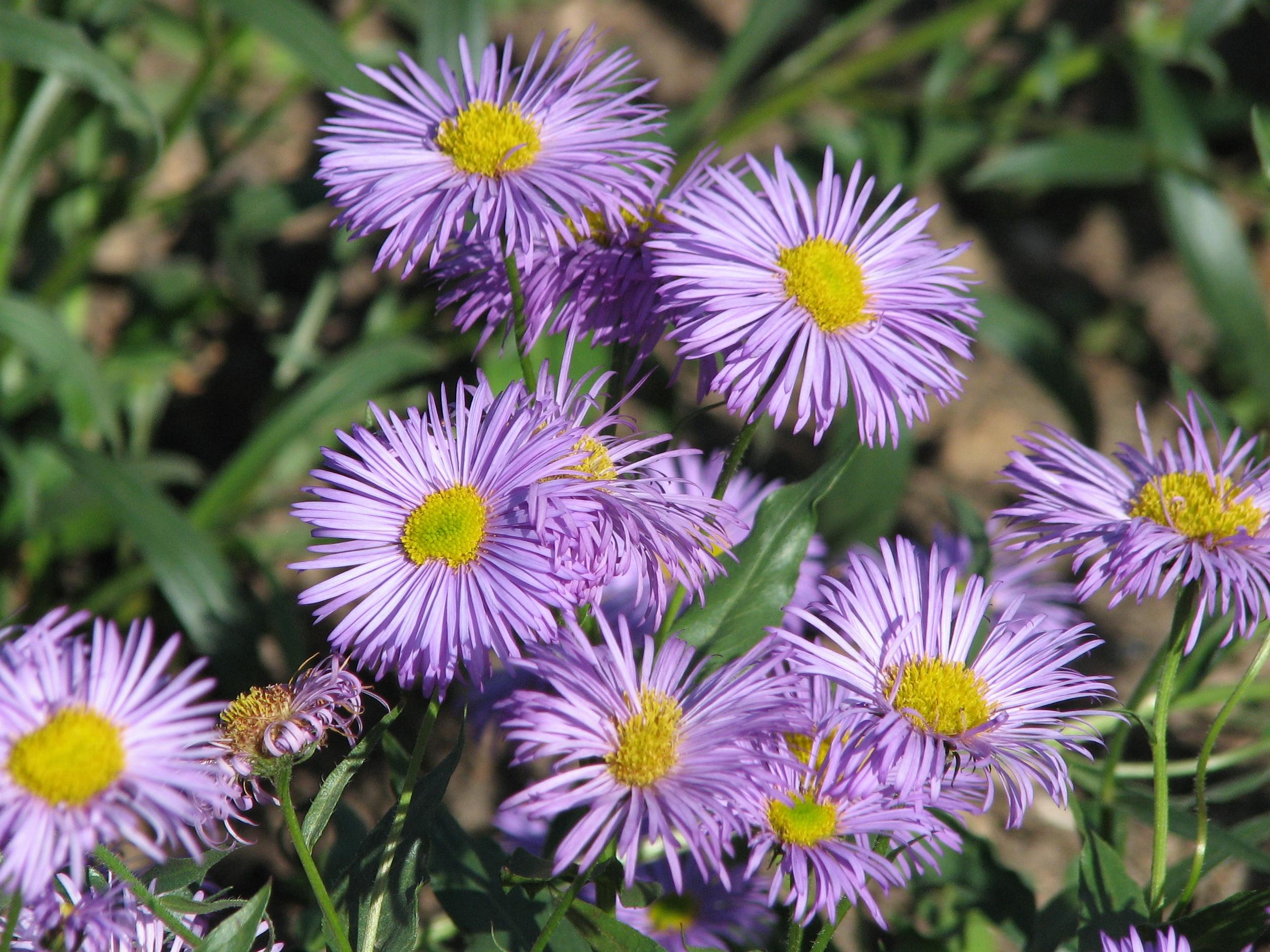 light-purple flowers with yellow-lime center, green leaves and stems 