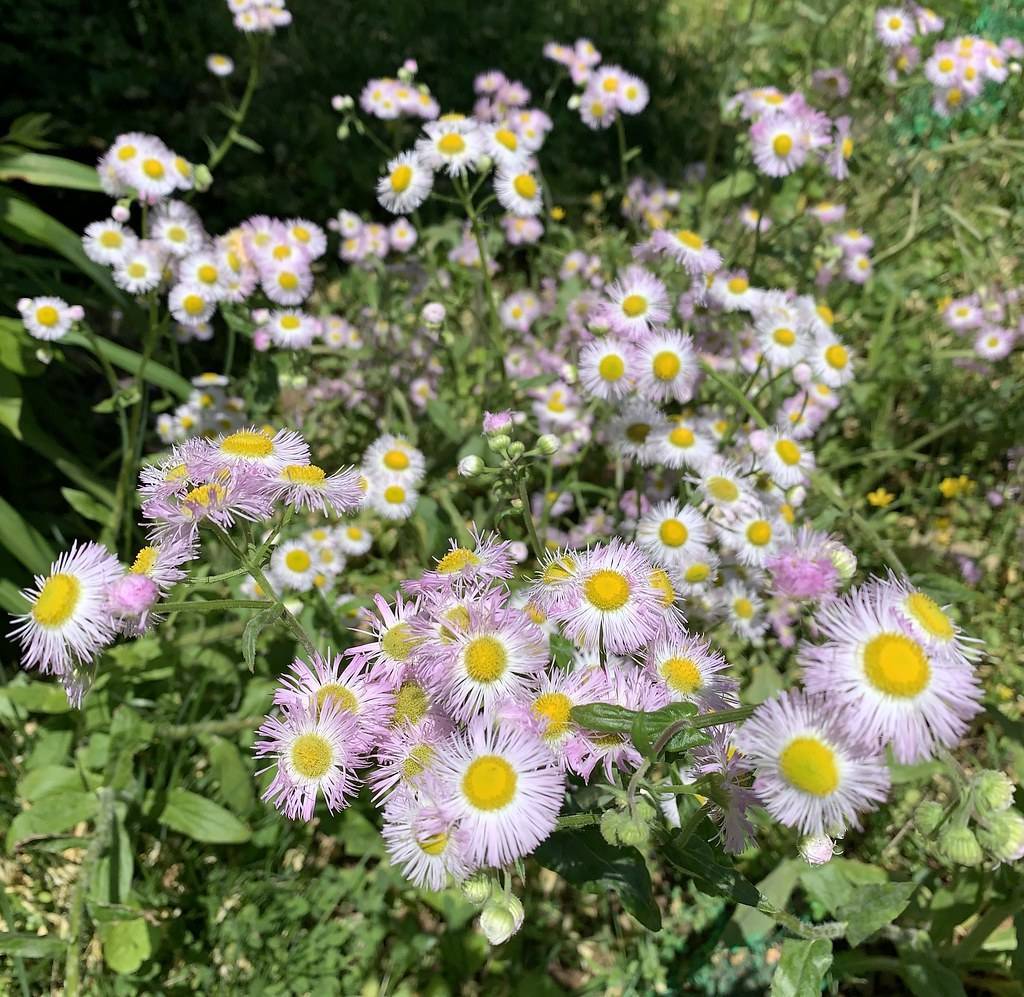 purple-white flowers with yellow-green center, lime-green buds, stems and green leaves