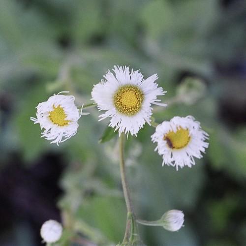 white flowers with yellow-brown center, white buds, light-green foliage and gray-green stem