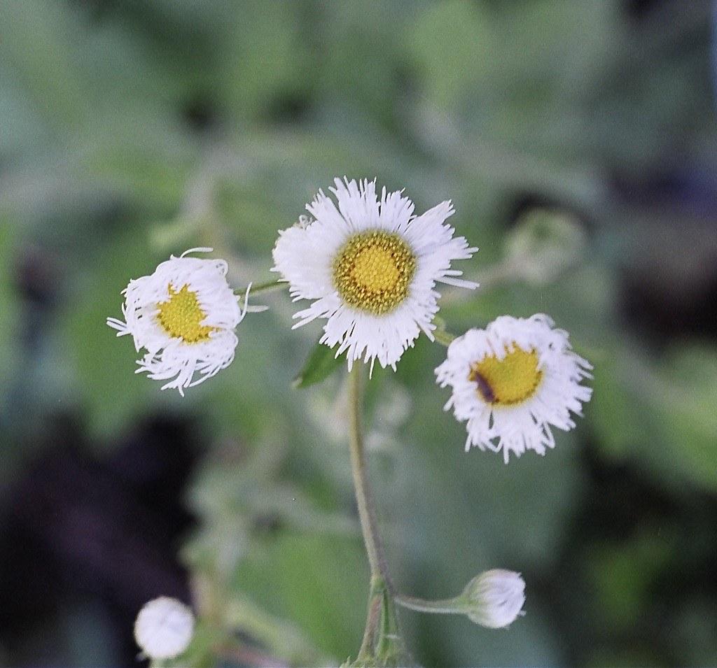 white flowers with yellow-brown center, white buds, light-green foliage and gray-green stem