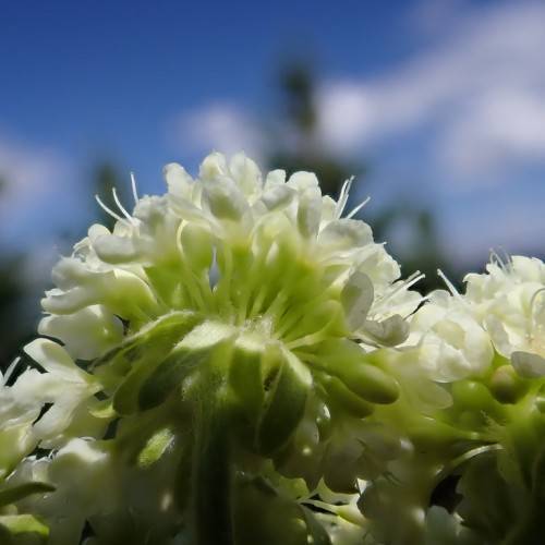 white flowers, with green sepals, yellow-green buds and yellow-green stems