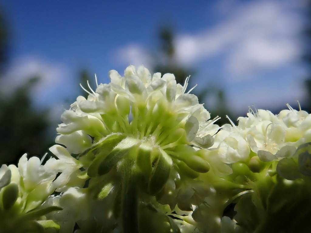 white flowers, with green sepals, yellow-green buds and yellow-green stems