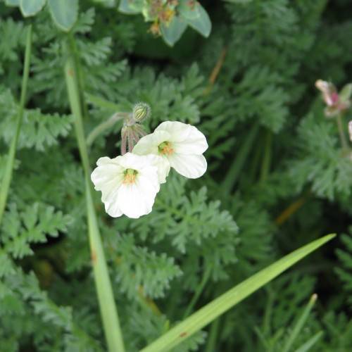 white flowers with yellow-green stamens on pink-red petioles and green stems and leaves
