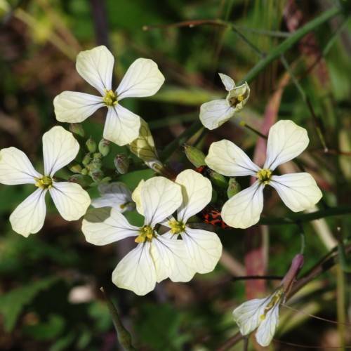white flowers with yellow-green stamens, green leaves and dark-green stems