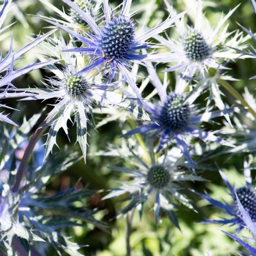 white-blue flowers, with white-blue cones and grey stems