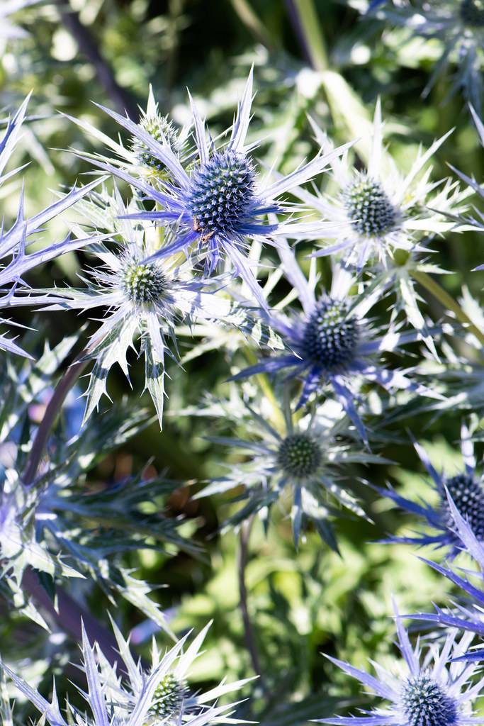 white-blue flowers, with white-blue cones and grey stems