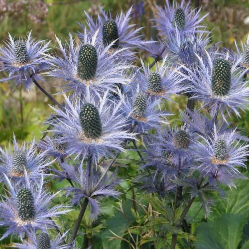 blue-white flowers with gray-blue cones, stems and green leaves