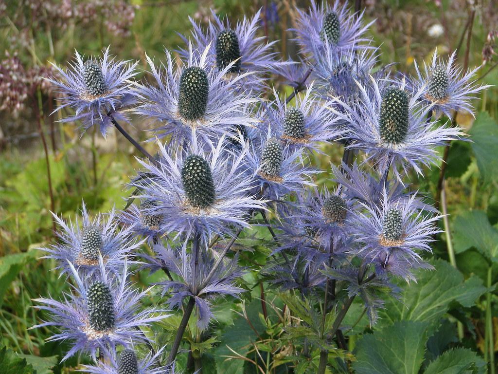 blue-white flowers with gray-blue cones, stems and green leaves