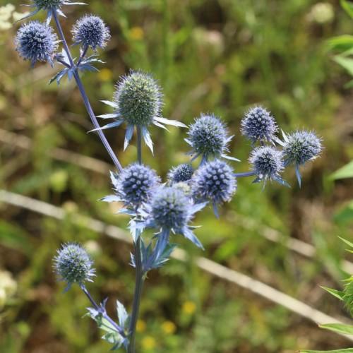 light-blue flowers with cones, light-blue sepals and stems