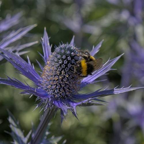 a blue flower with a grey-blue cone and a blue-purple stem