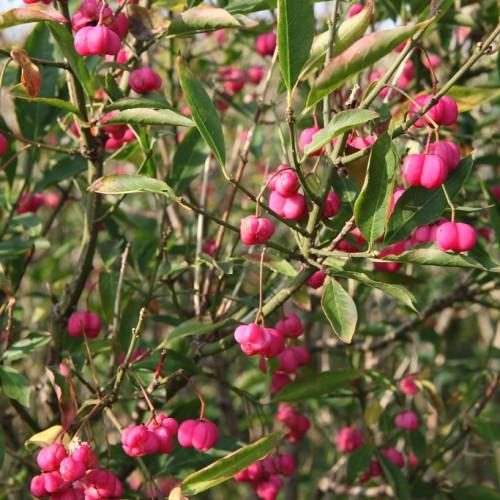 Brown-green branches, filled with dark-green leaves and tiny pink fruits.