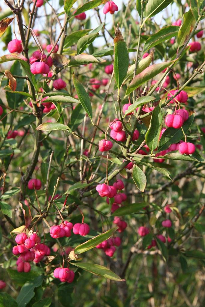 Brown-green branches, filled with dark-green leaves and tiny pink fruits. 