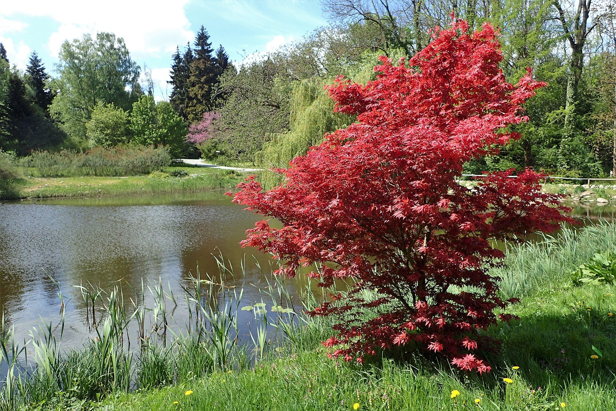 red leaves on brown branches and trunk