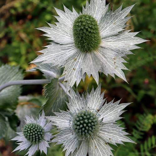 silver-white flowers with green-grey cones and gray-green leaves on gray-white stems