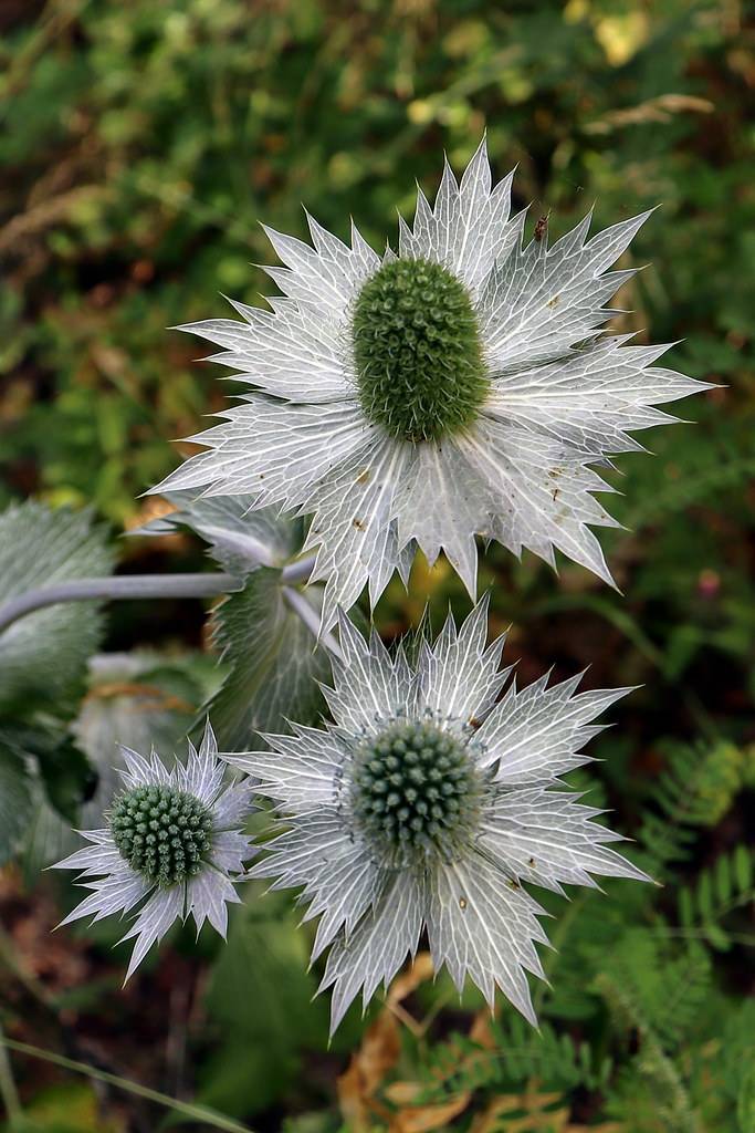 silver-white flowers with green-grey cones and gray-green leaves on gray-white stems 